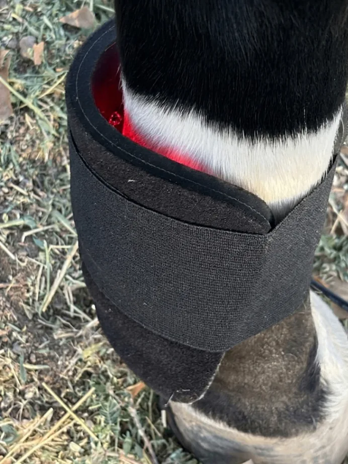 Close-up of a horse’s lower leg and hoof with a red light therapy device positioned around the limb during supportive care; the image documents the therapy used in Jasper’s case and is not a diagnosis or proof of treatment effectiveness.