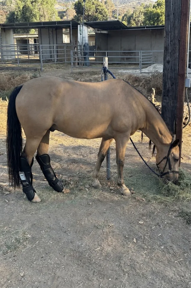 Jasper, Dusty Gold, standing calmly outdoors with supportive boots on his hind legs