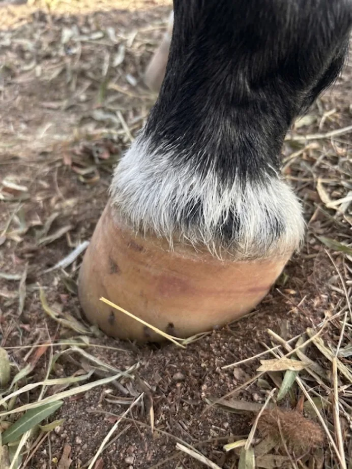 Close-up of Jasper’s hoof after the reported stall-bar impact, showing visible discoloration or bruising; this case photo is not a diagnosis