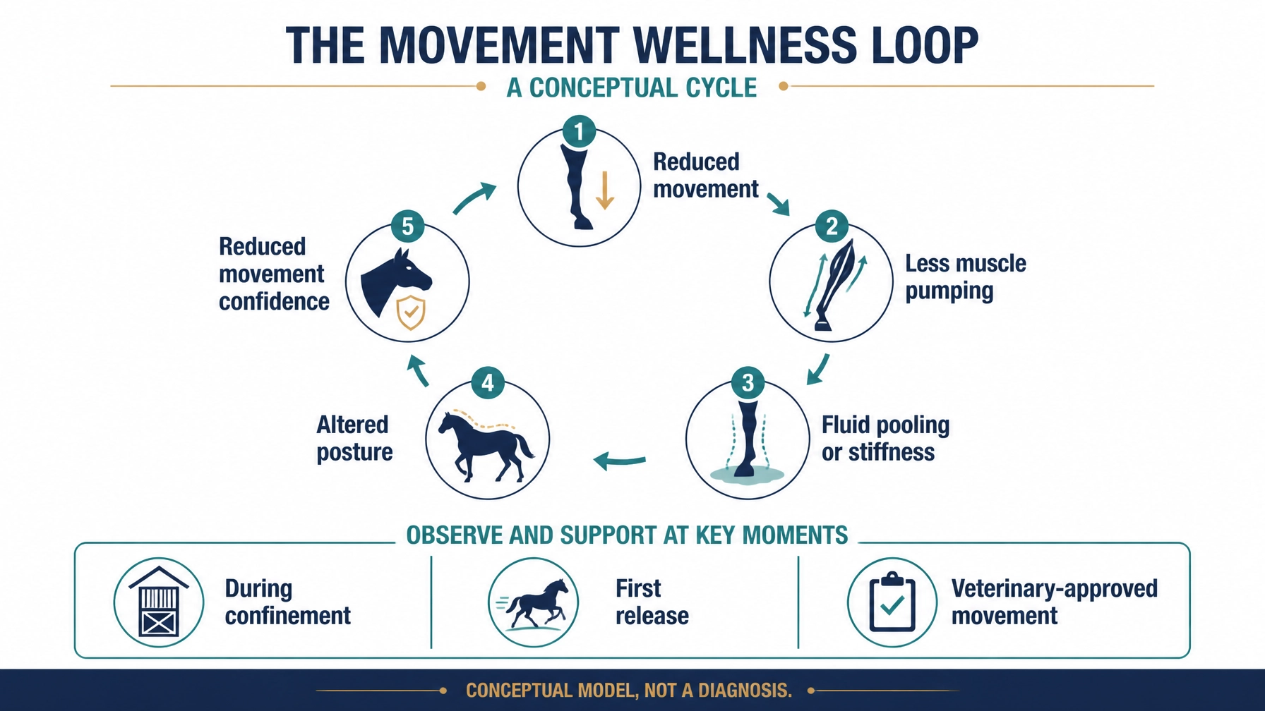 Scannable infographic showing the conceptual stall-confinement stagnation loop and return-to-movement observations; it is an educational model, not a diagnosis